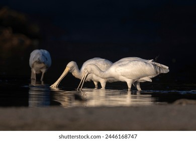 中文字幕完整高清版