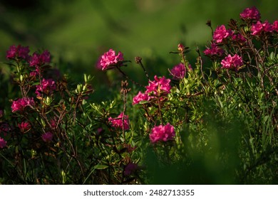 亚洲高清无在码在线电影