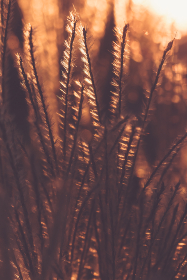 激情小说图片区