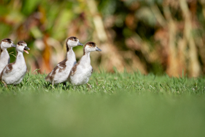 《名侦探柯南》全集在线观看：畅享国语版精彩剧情与推理魅力